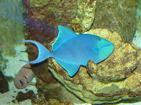 The Online Zoo Red Toothed Triggerfish