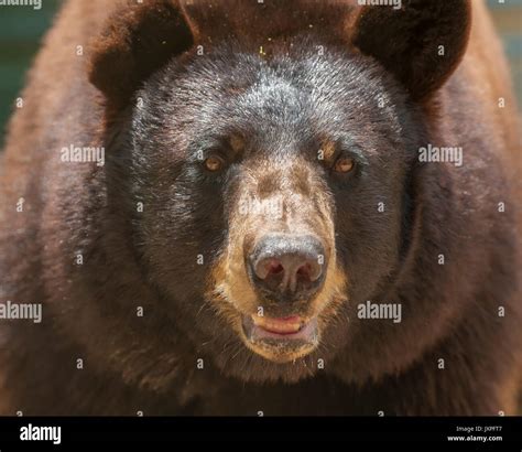 Captive Black Bear Stock Photo Alamy
