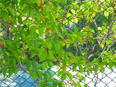 I prefer an 8' spacing which gives extra strength to the fence. Your Garden Fence Reimagined | Quality Chain Link Fencing