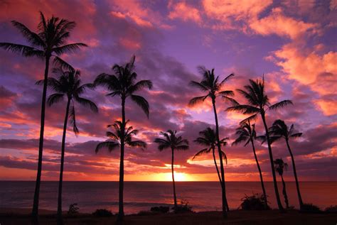 Beach Sunset Palm Wallpaper Photos Cantik