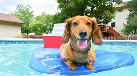 Dogs Having Fun At The Pool 113 Youtube
