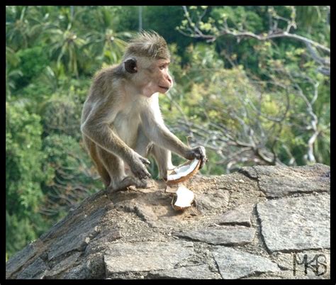 Sri Lanka Monkeys Traveling Rockhopper