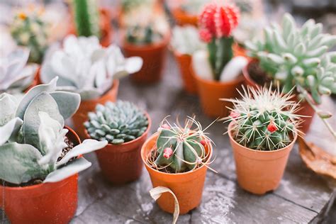 Cactus And Succulent Plants By Stocksy Contributor Lalita Studio
