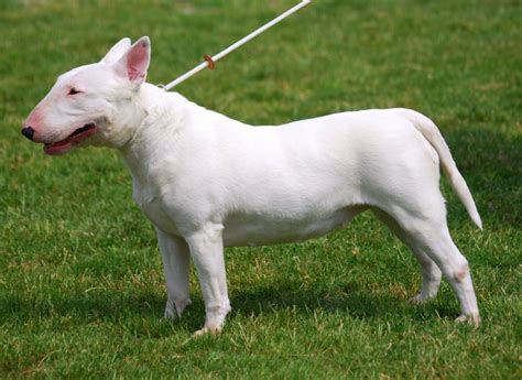 The Bull Terrier Dog Breed Information And Pictures Livelife