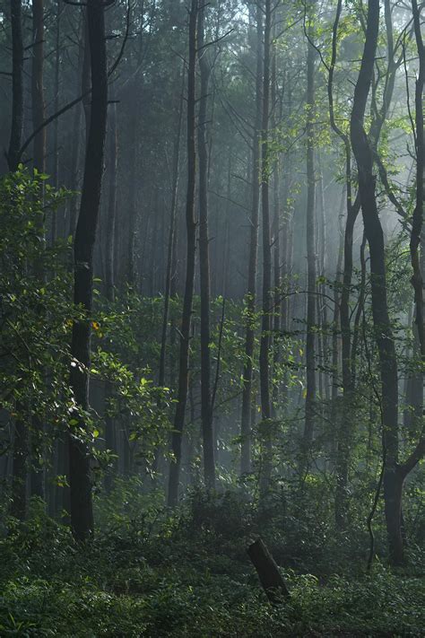 Free Images Tree Nature Swamp Wilderness Branch Fog Mist