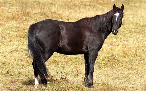 Stallion Horse Brown · Free Photo On Pixabay