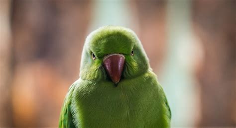 7 Most Common Mistakes Exotic Bird Owners Make - Petable