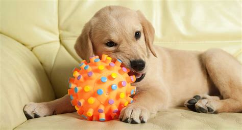 Best Moving Dog Toys For Pups Who Love To Play And Fetch