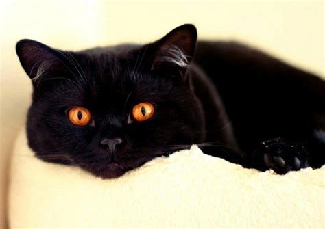 Black British Shorthair Gatos Animais Fofinhos