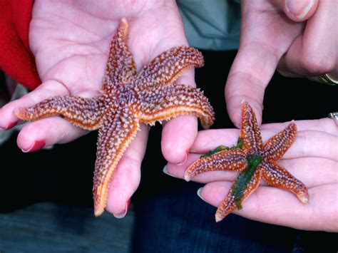 Sea Stars And Limb Regeneration Jolly Breeze