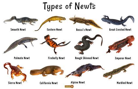 Newt Facts Habitat Life Cycle Adaptations And Pictures
