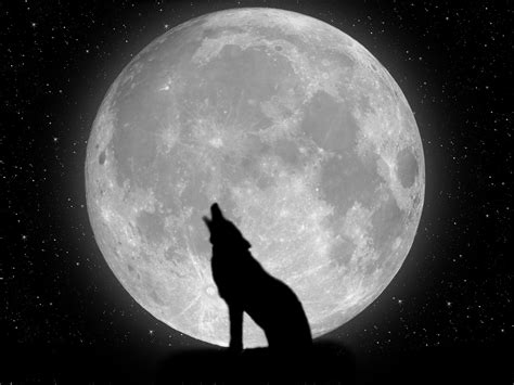 Pleine lune dessin facile lune one piece encyclopedie fandom. Coloriage loup pleine lune à imprimer