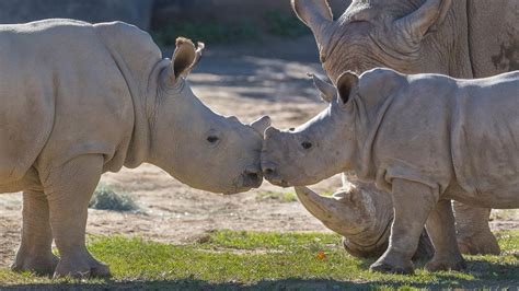 Southern White Rhino Calves Share Playdate At San Diego Zoo Safari Park