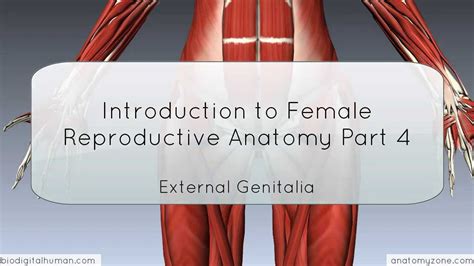 Introduction To Female Reproductive Anatomy Part 4 External Genitalia