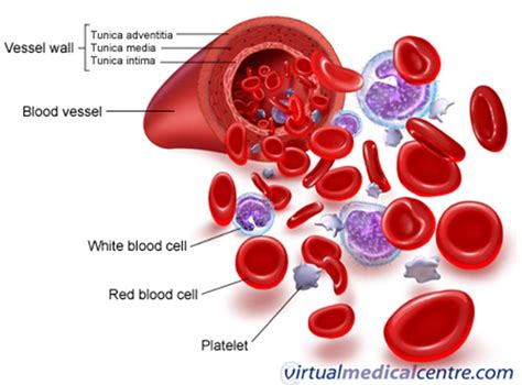 Anatomy Of Red Blood Cell