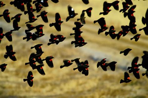 Free Picture Red Wing Blackbirds Flock Flight Agelaius