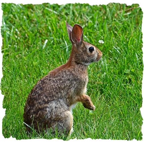 Eastern Cottontail Rabbit Pictures