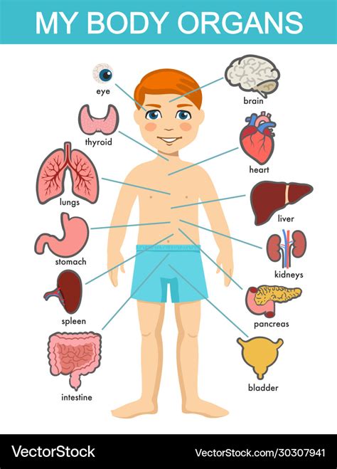 Human Body Anatomy Child Medical Organs Royalty Free Vector