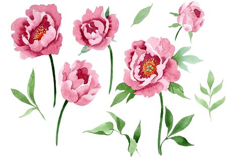Dark Red Peony Flower Watercolor Graphic By Mystocks · Creative Fabrica