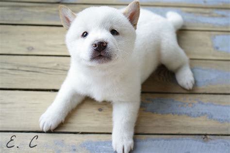 White Shiba Inu Puppy Shiba Inu Puppy White Shiba Inu Puppy Puppies