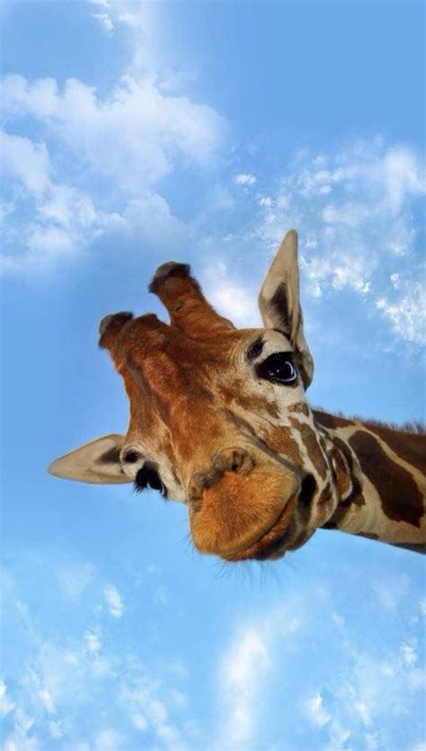 Pin by london on aesthetic | Cute animals, Animal ...