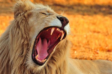 Animais Com Dentes Grandes