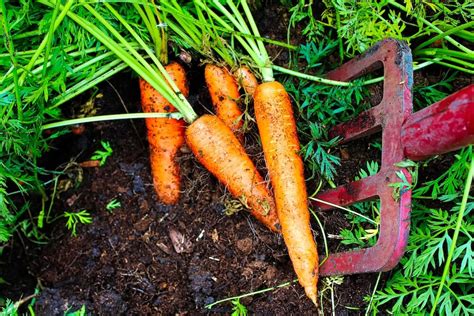 How To Grow Carrots Kellogg Garden Organics