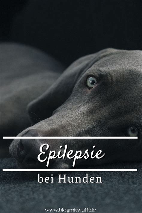 Epilepsie Bei Hunden Midoggy Community