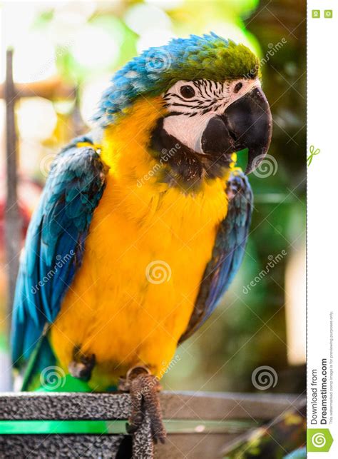 Ara Parrot Tropical Bird Stock Image Image Of Exotic 71209535