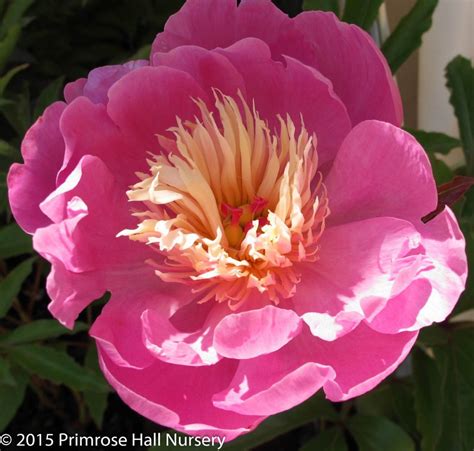 Peony Bowl Of Beauty Classic Herbaceous Paeonia