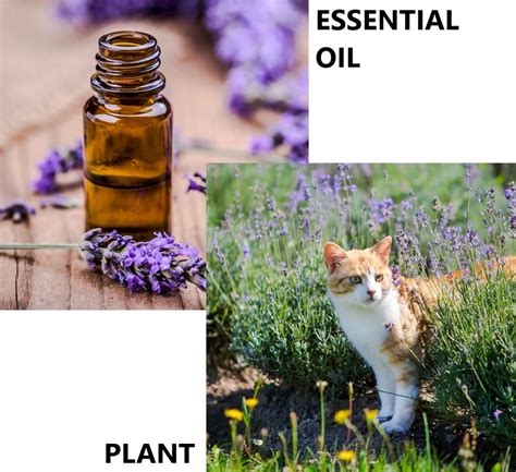 Lavender essential oil is ideal to use with diffusers, humidifiers, air purifiers, oil burner, and massaging. Is lavender safe for cats? - PoC