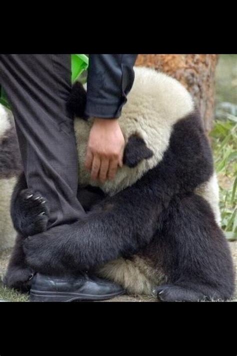 A Panda Holding A Police Officers Leg After An Earthquake Cute