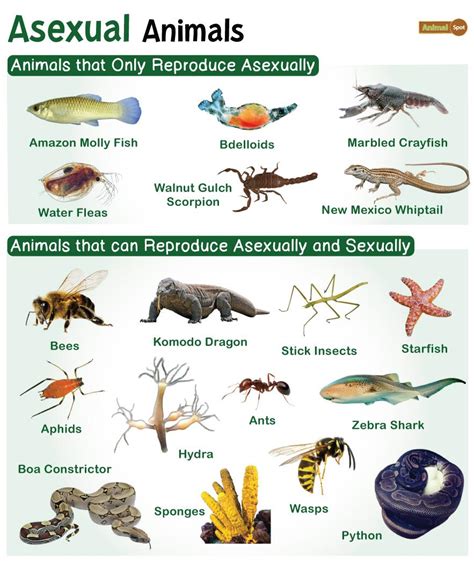 Asexual Reproduction In Animals