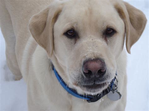 Free Images Snow Winter Puppy Animal Yellow Vertebrate Labrador Retriever Dog Breed