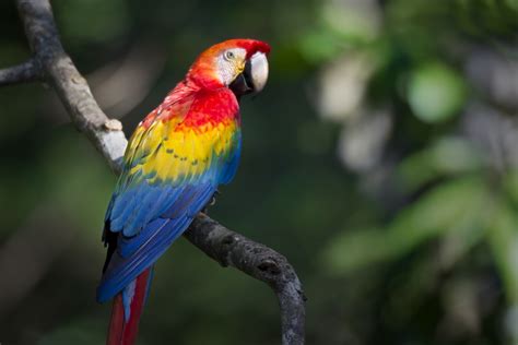 √完了しました！ Amazon Rainforest Scarlet Macaw Facts 130662 Do Scarlet Macaws