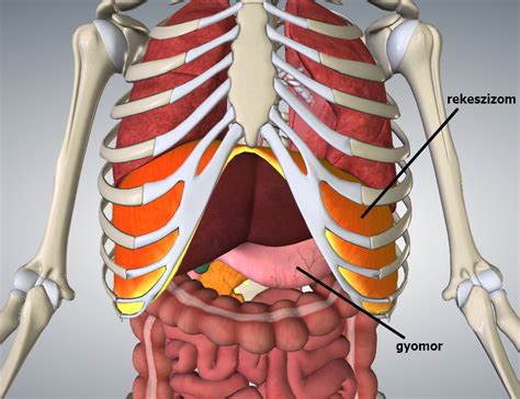 The function of the lungs is to oxygenate blood. » The Anatomy and Occurrence of Acid Reflux