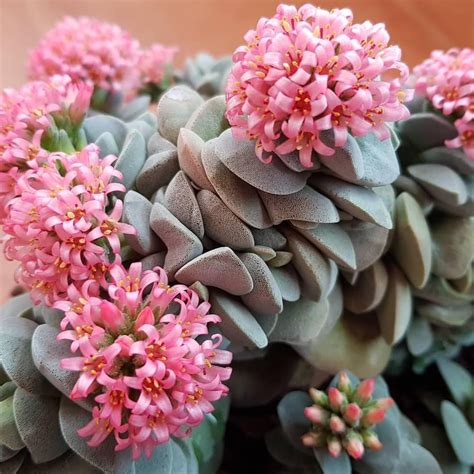 Crassula Morgans Beauty Lovely Flowering 💚 🌱 Succulentcity