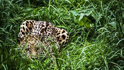 Jaguars In America The Case For Rewilding The Us Southwest With Big