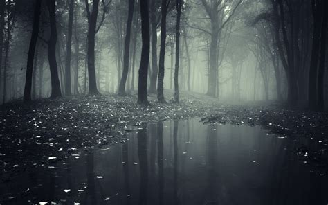 Grayscale Photography Of River Surrounded By Trees Hd Wallpaper