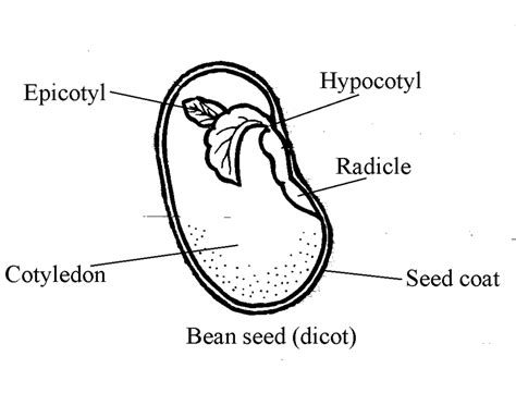 Germinating Seed Labelled Diagram