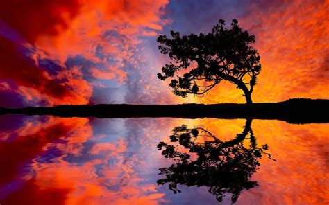 Silhouette Of Trees Near Body Of Water Painting Nature Reflection