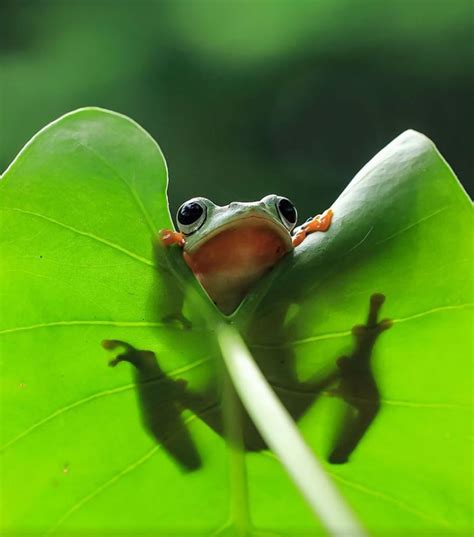 This Photographer Photographs Frogs Like Youve Never Seen Before 37