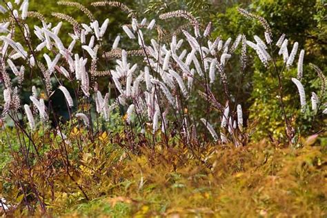 Actaea Simplex Mountain Wave Baneberry Is A Herbaceous Perennial