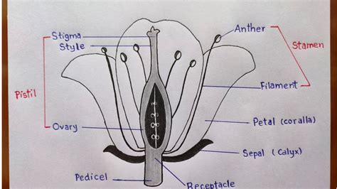 Labeled Flower Model Sketch Best Flower Site