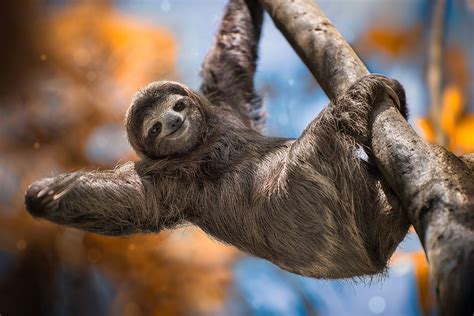 Sloths Guide Bbc Wildlife Discover Wildlife