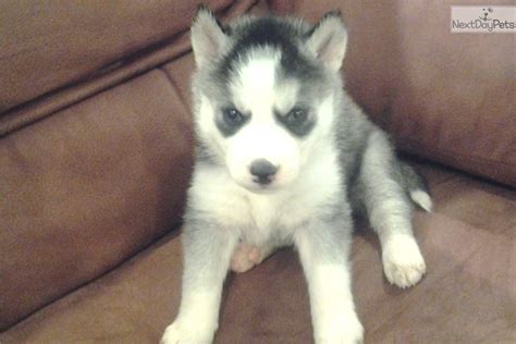The siberian husky has a sweet nature and is a breed that is suited for the whole family, but does not make a good guard dog. Husky Puppies For Sale In Columbia Mo