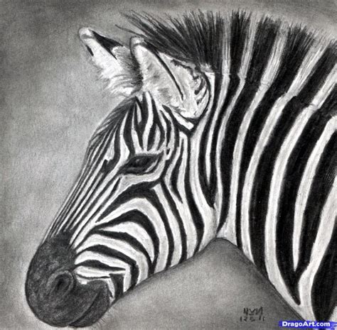 How To Draw A Zebra Draw A Realistic Zebra Step By Step Drawing