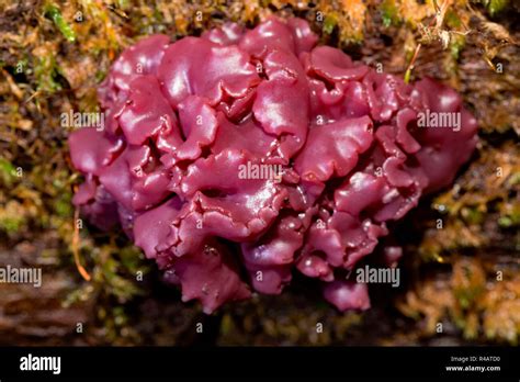 Purple Jellydisc Ascocoryne Sarcoides Stock Photo Alamy