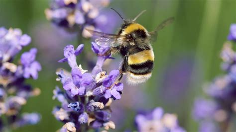 Without bees and other pollinators, we they all rotate around so that they stay as warm as possible throughout the winter. 10 easy ways to help bees in your garden | Friends of the ...