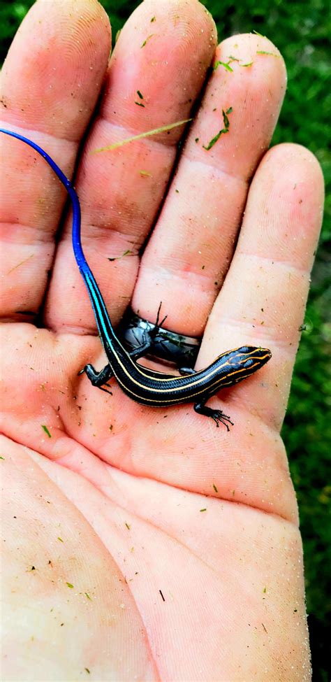 Blue Tailed Skink Rtinyanimalsonfingers